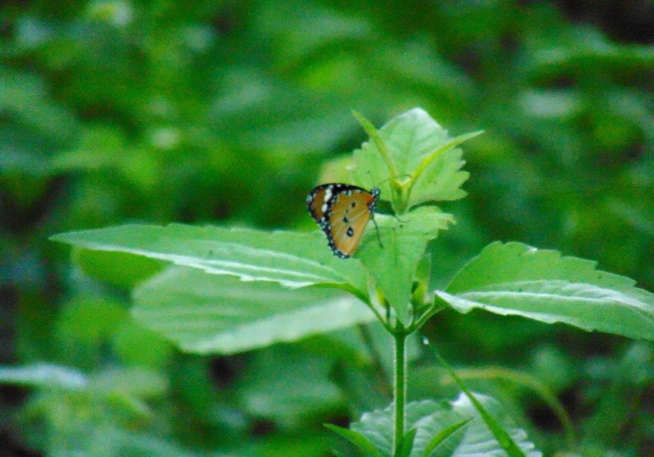 Kodigahawewa Forest Resort Tissamaharama Luaran gambar