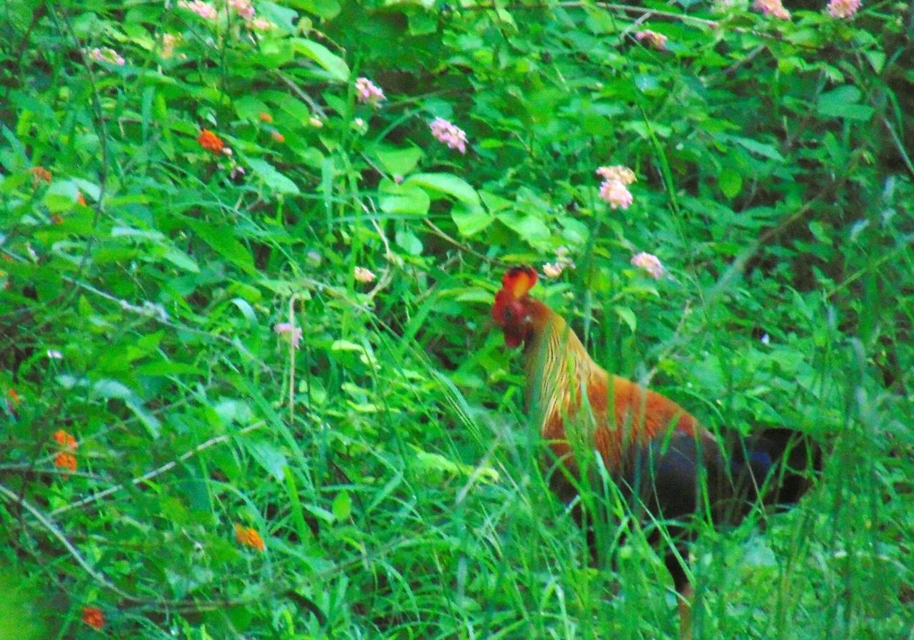 Kodigahawewa Forest Resort Tissamaharama Luaran gambar