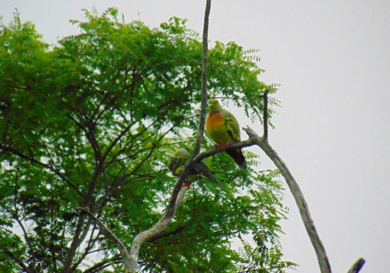 Kodigahawewa Forest Resort Tissamaharama Luaran gambar