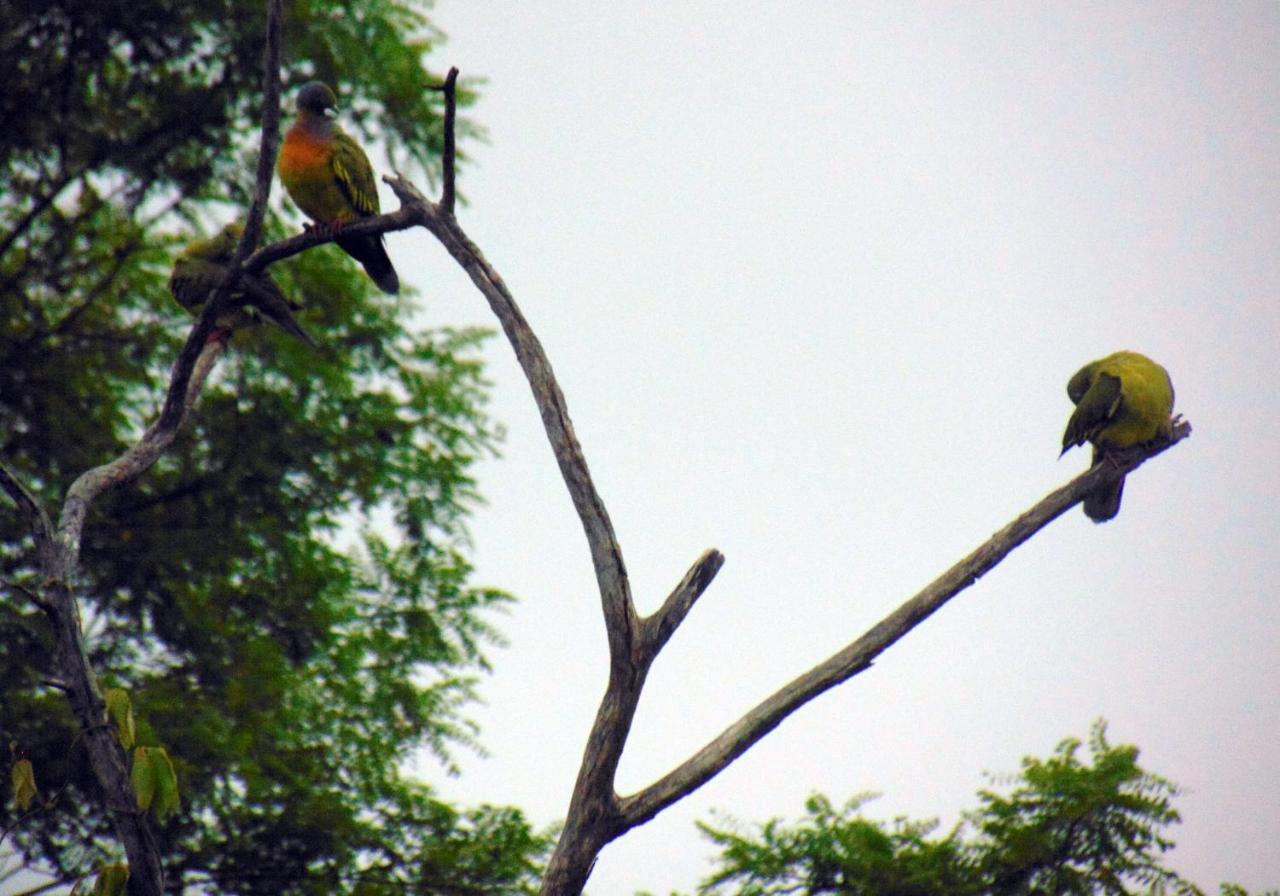 Kodigahawewa Forest Resort Tissamaharama Luaran gambar