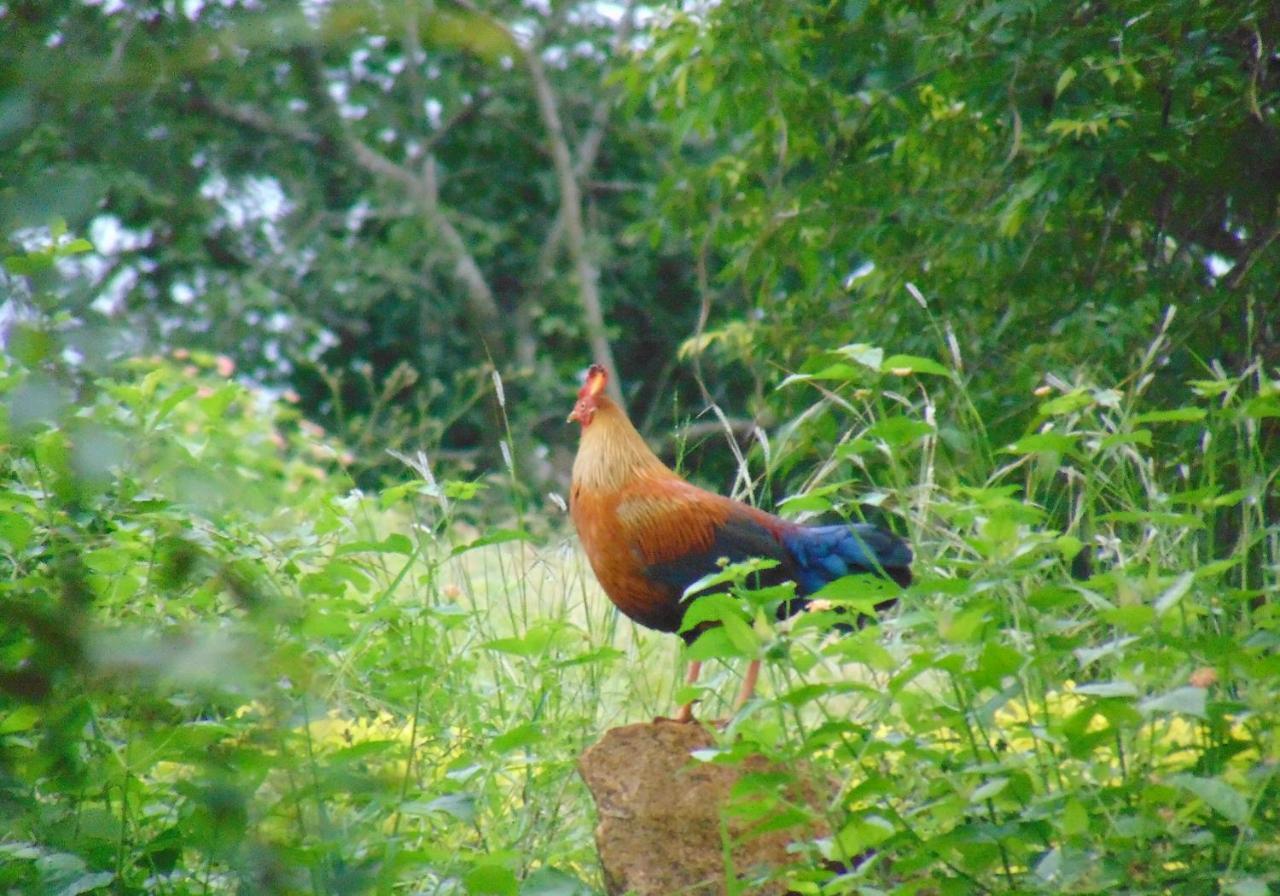 Kodigahawewa Forest Resort Tissamaharama Luaran gambar